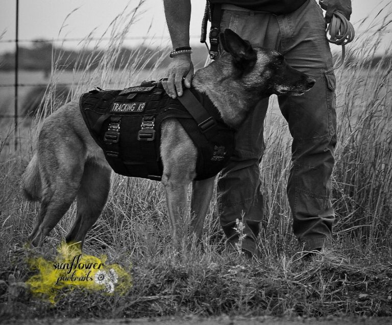 K9 - Security Training - African K9 Solutions